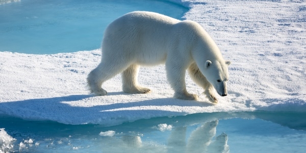 Das Bild zeigt einen Eisbären in der Arktis
