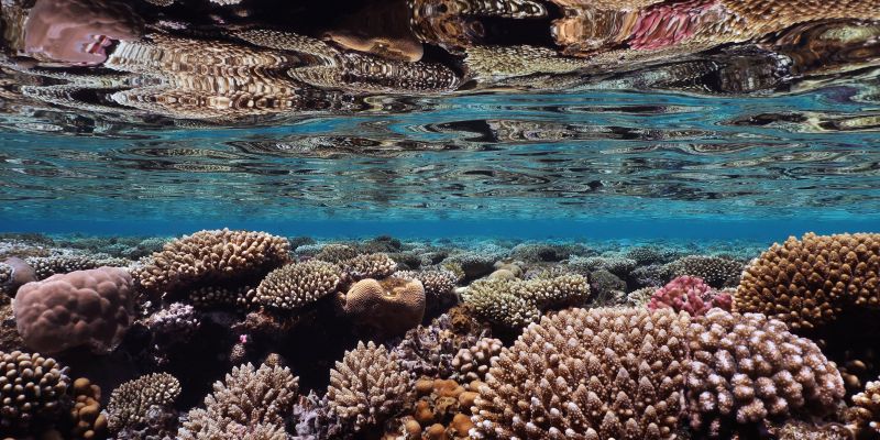 Bild: ©Ocean Image Bank_Anett Szaszi Bild: ©Ocean Image Bank_Anett Szaszi