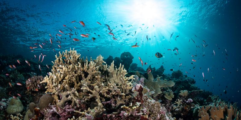 Bild: © Tracey Jennings / Ocean Image Bank Bild: © Tracey Jennings / Ocean Image Bank