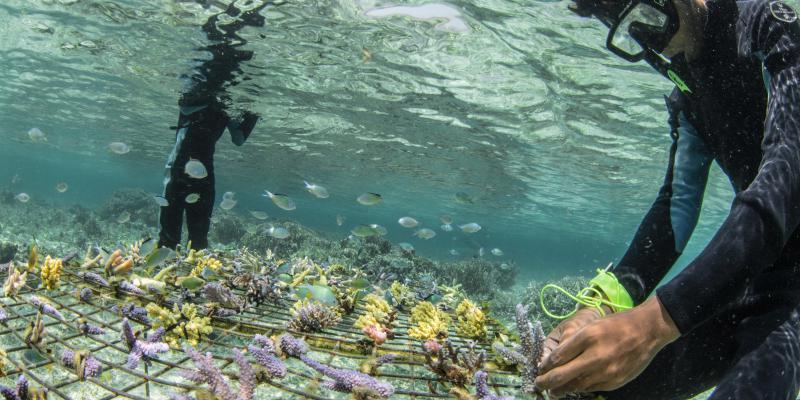 Bild: ©Ocean Image Bank_Martin Colognoli