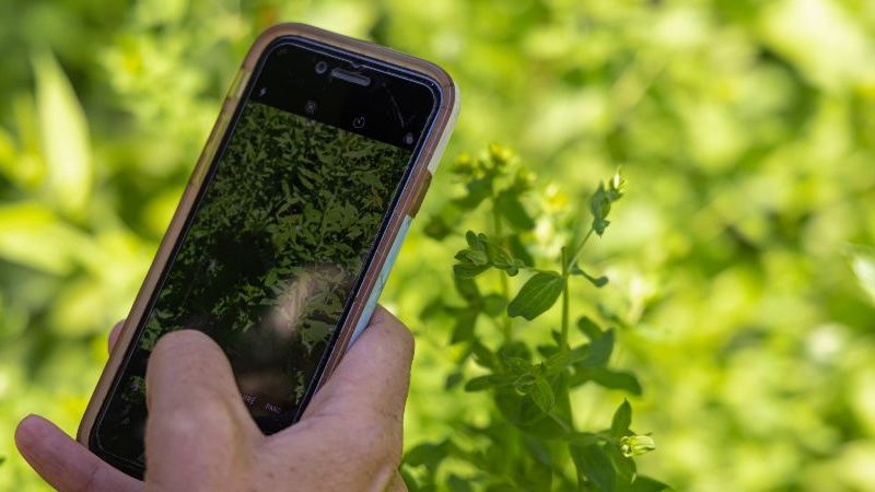 Ein Mesch hält ein Handy in der Hand und hält es vor eine Pflanze, um mit einer App die Pflanze zu bestimmen.