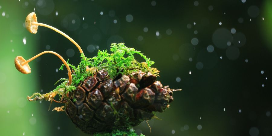 Das Bild zeigt einen kleinen Pilz, der auf einem Kieferzapfen wächst.