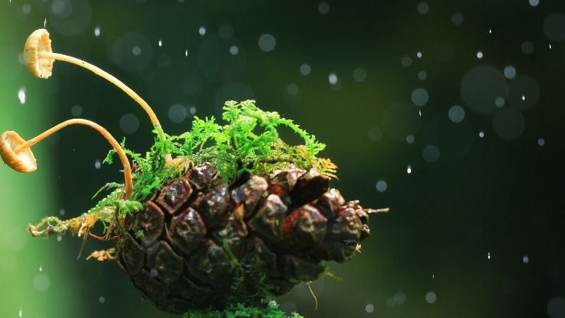 © Adobe.stock.com - kichigin19 Das Bild zeigt einen kleinen Pilz, der auf einem Kieferzapfen wächst.