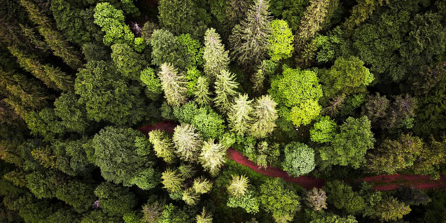 Auf dem Bild einen Wald von oben aus der Luft fotografiert.