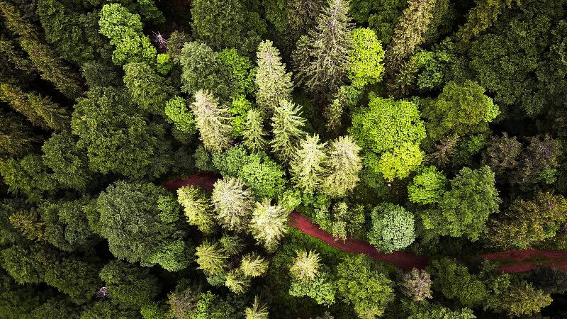 © Adobe.Stock.com - Stefan Arendt Auf dem Bild einen Wald von oben aus der Luft fotografiert.