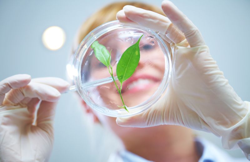 Auf dem Bild ist eine junge Wissenschaftlerin zu sehen, die ein Blatt in einer Petrischale mit einer Pinzette betrachtet.