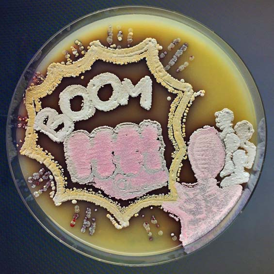 Bakterterien sind so auf einer Agarplatte gewachsen, dass ein Bild entstanden ist. 